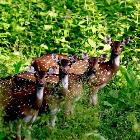 Vayal Veedu - Luxury Farm Villas By The Woods Muthanga Luaran gambar