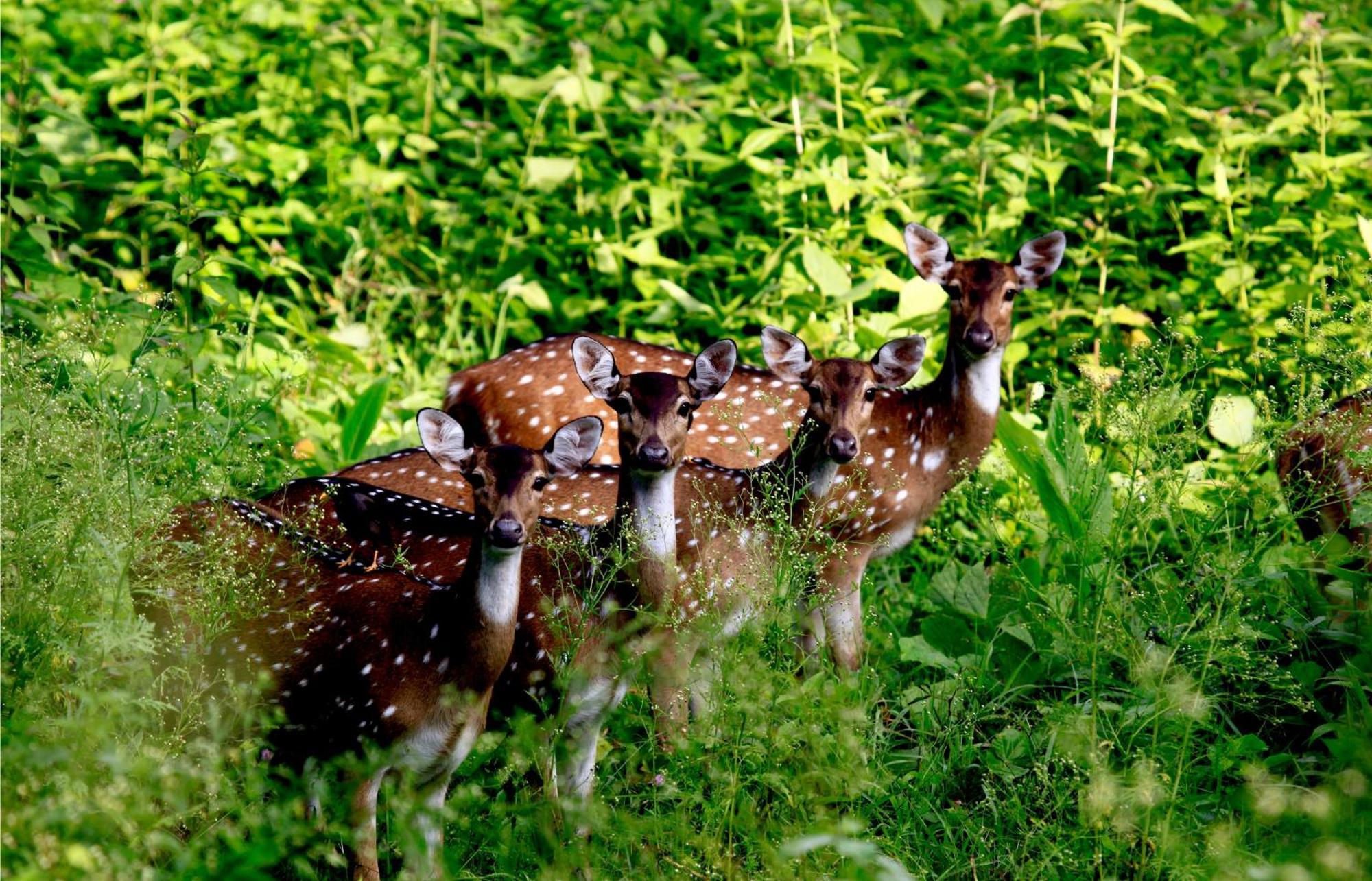 Vayal Veedu - Luxury Farm Villas By The Woods Muthanga Luaran gambar